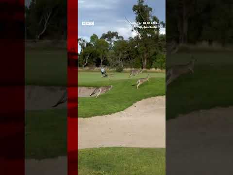 A ‘stampede’ of kangaroos invaded a Melbourne golf course. #Australia #Melbourne #Shorts #BBCNews