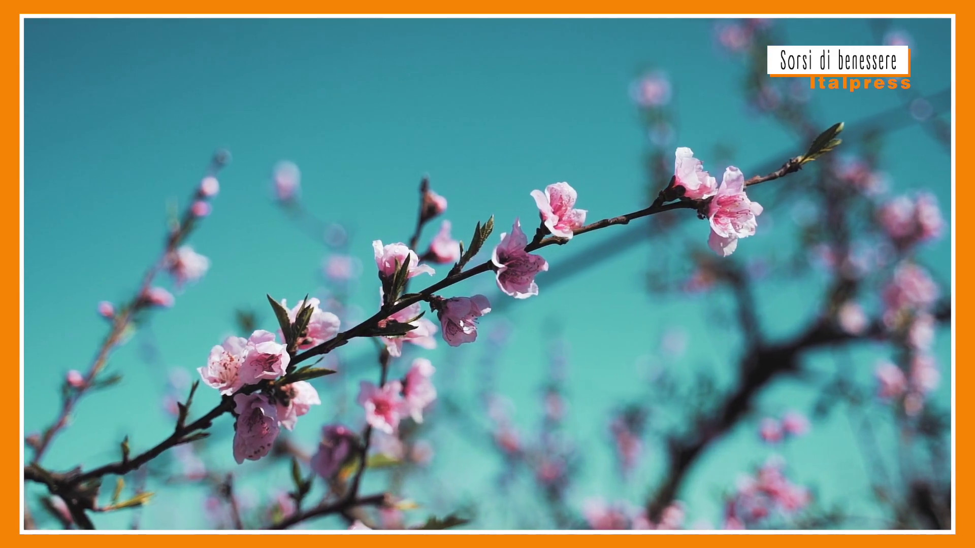 Sorsi di benessere – La tisana giusta per iniziare la primavera