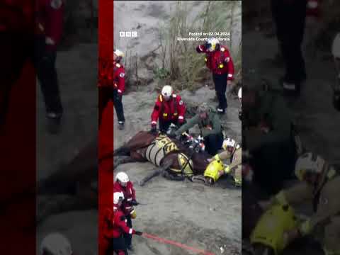 Horse airlifted after nearly 24 hours stuck in California river. #Shorts #Horse #California #BBCNews