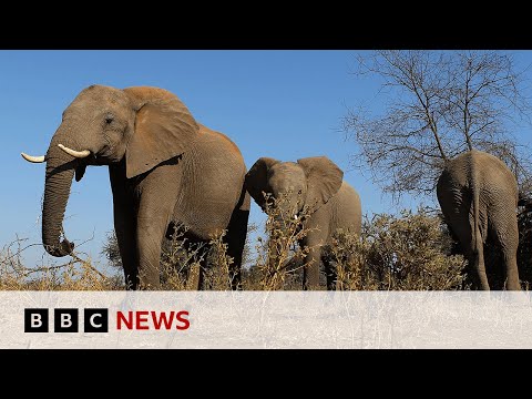 Botswana threatens to send 20,000 elephants to Germany | BBC News