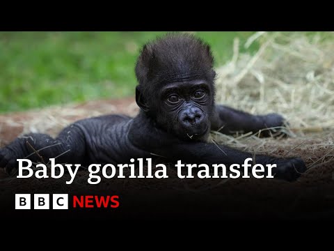 Baby gorilla ‘Jameela’ on a journey to find a surrogate mum | BBC News