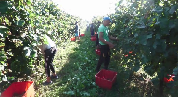 Agroalimentare, il 50% della manodopera è di origine straniera