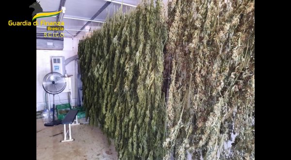 Brescia, coltivavano e raffinavano marijuana, 8 misure cautelari