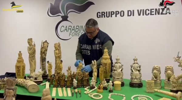 Maxisequestro di oggetti in avorio dei Carabinieri Forestali