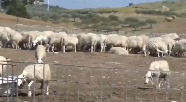 Mafia delle campagne nell’Agrigentino, perquisiti ovili e aziende agricole