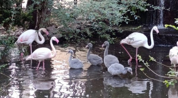 Giardini di Palazzo d’Orlèans a Palermo, nati cinque fenicotteri rosa