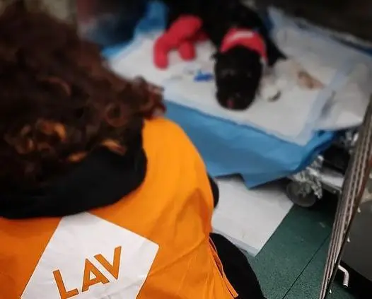 Uccise cane Aron a Palermo, non potrà più possedere animali