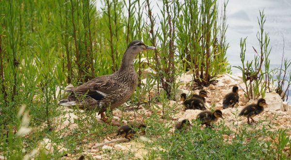 AQP restituisce acqua in natura contribuendo a conservare biodiversità