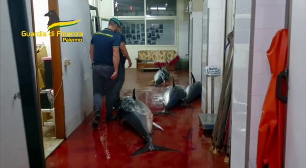 Sequestrate 10 tonnellate di pesce non tracciato nel Palermitano