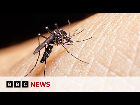 Tiger mosquitoes behind dengue fever rise in Europe | BBC News