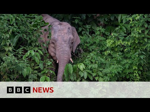 World’s smallest elephant in danger of dying out | BBC News