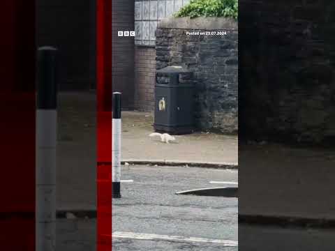 A one-in-100,000 white squirrel was spotted on the streets of Caerphilly. #Wales #BBCNews