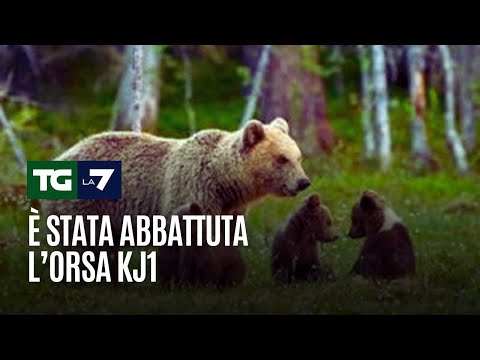 È stata abbattuta l’orsa KJ1