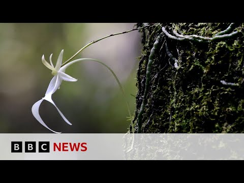 Britain’s rarest ghost orchid rediscovered for first time in 15 years | BBC News