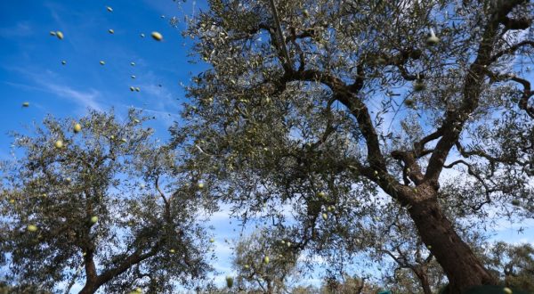 Export, 23 buyers esteri cercano eccellenze della Sicilia