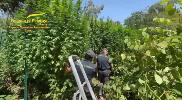 Scoperta piantagione di cannabis nel Parco del Ticino