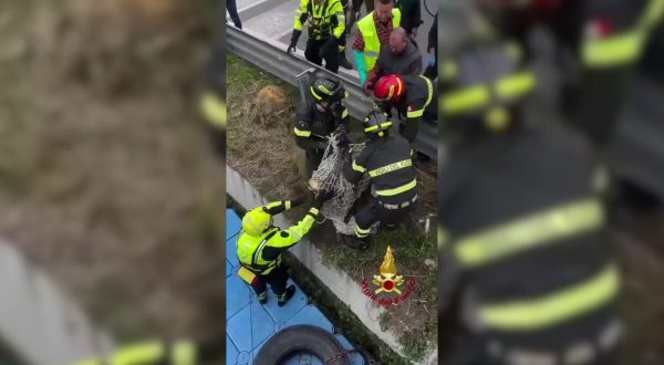 Milano, Vigili del Fuoco recuperano capriolo dalle acque del Naviglio